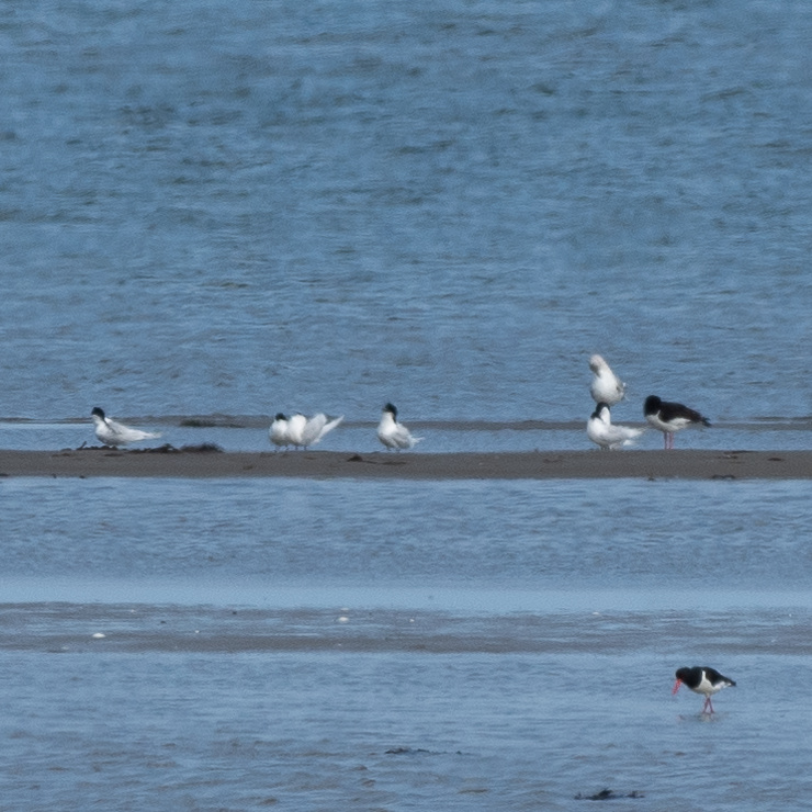 Sandwich tern